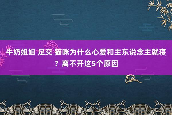 牛奶姐姐 足交 猫咪为什么心爱和主东说念主就寝？离不开这5个原因
